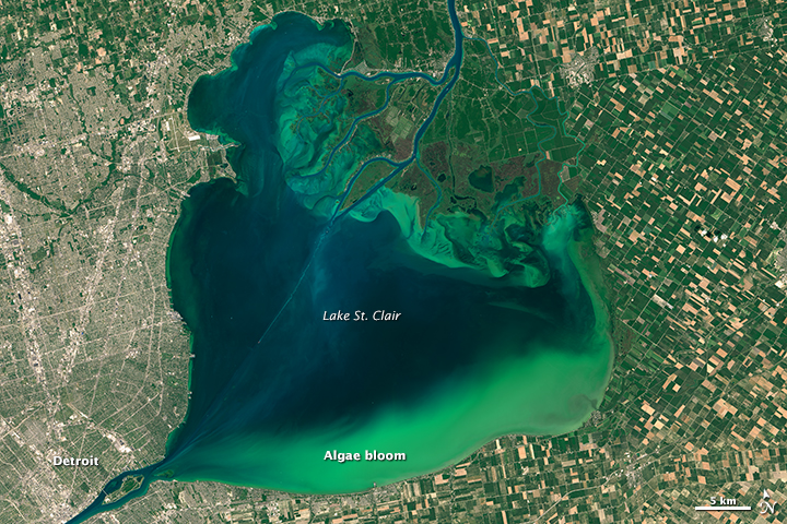 Algae Boom in Lake Erie