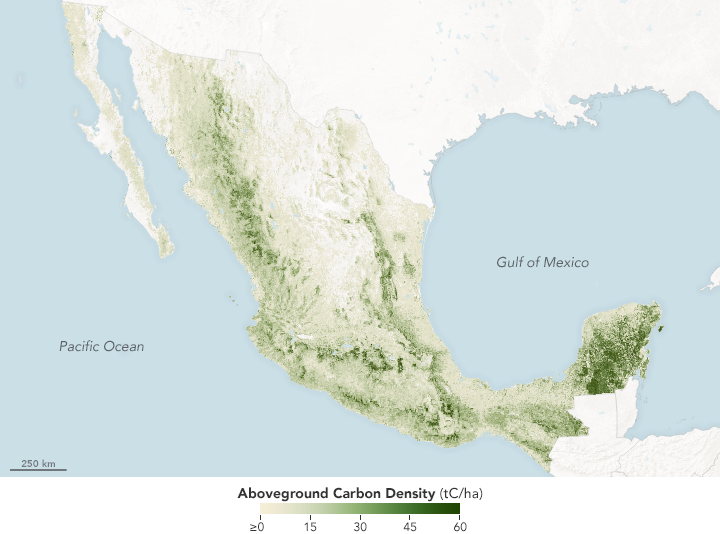 Counting the Carbon in Mexico’s Forests