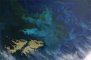 Phytoplankton Blooms off the Falkland Islands