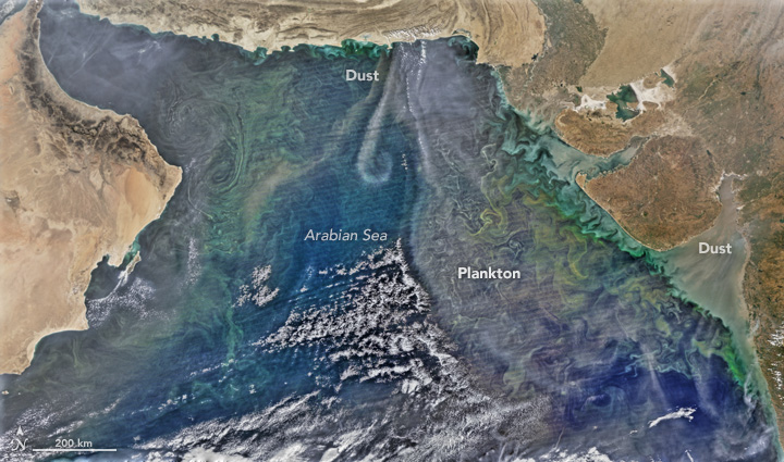 All Stirred Up in the Arabian Sea