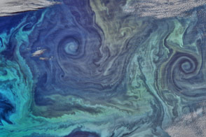 Oxygen Factories in the Southern Ocean - selected image