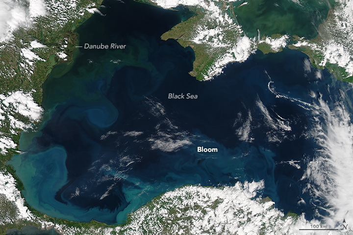 Bloom in the Black Sea