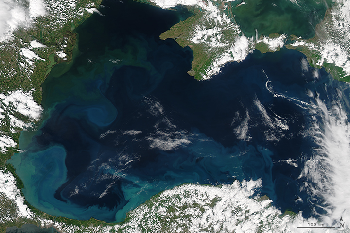 Bloom in the Black Sea - related image preview