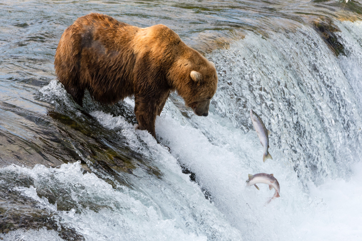 Katmai National Park, Alaska - related image preview