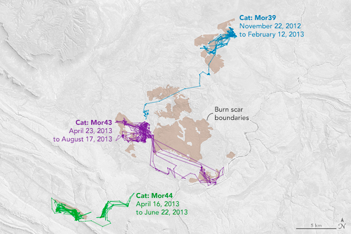 Feral Cats Forage at Burn Scars - related image preview