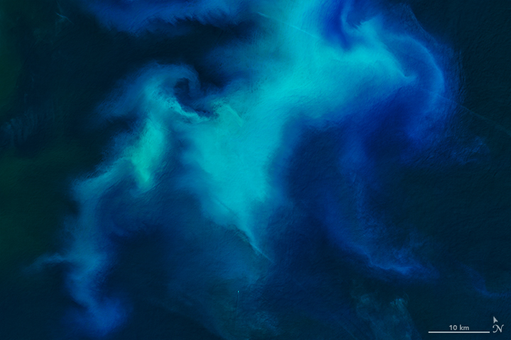 Phytoplankton in the North Sea