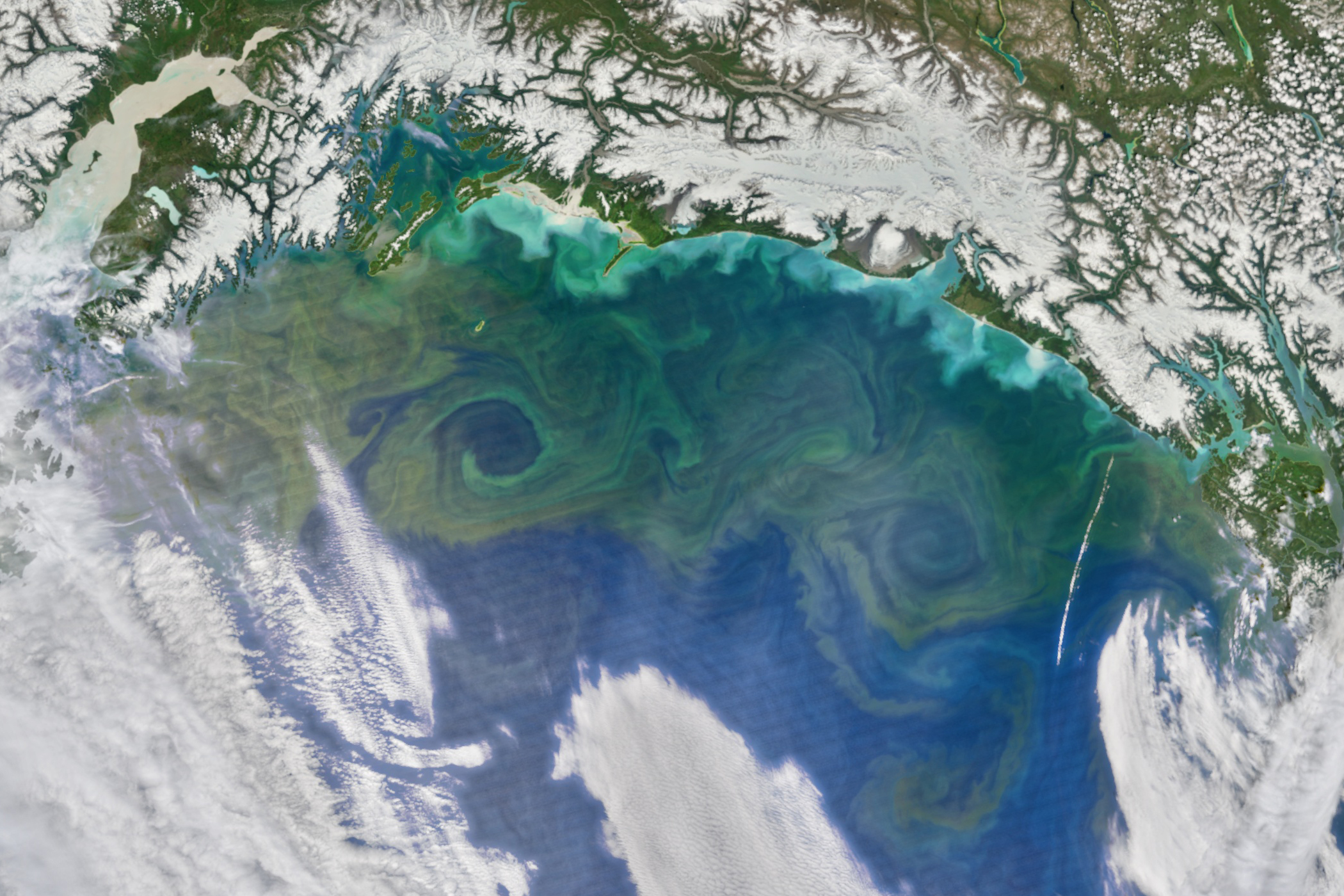Bloom in the Gulf of Alaska - related image preview