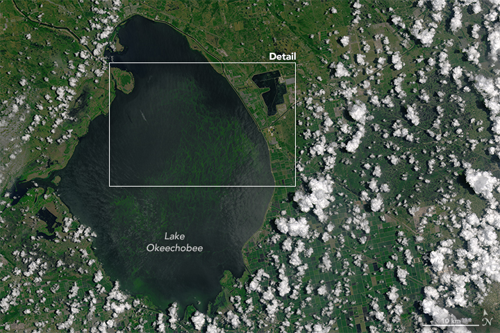Bloom in Lake Okeechobee - related image preview