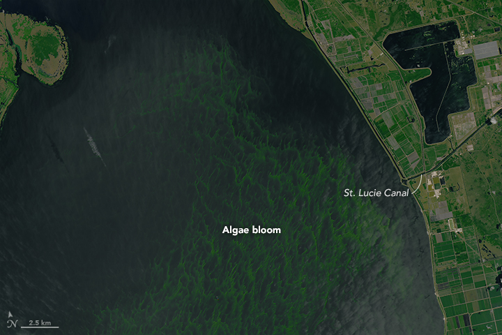 Bloom in Lake Okeechobee