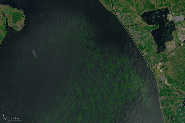 Bloom in Lake Okeechobee - related image preview