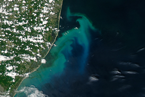 Phytoplankton Bloom off New Jersey