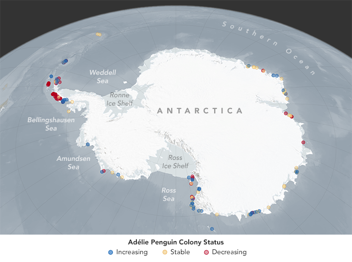 Climate Change May Shift or Shrink Penguin Habitat