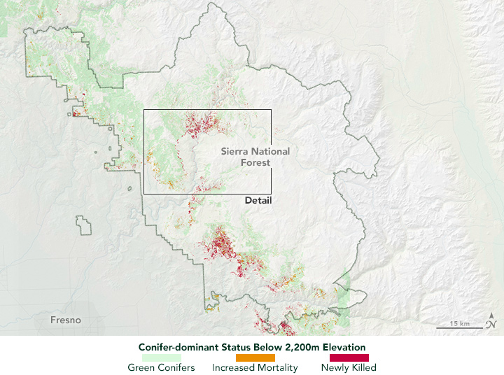 Quantifying Tree Loss in Sierra National Forest - related image preview
