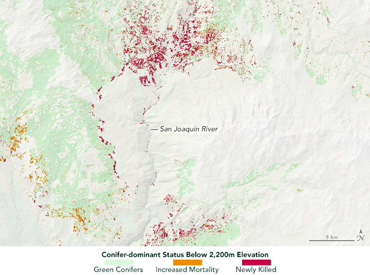 Quantifying Tree Loss in Sierra National Forest