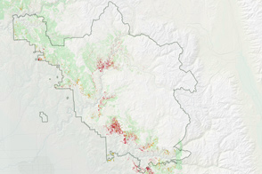 Quantifying Tree Loss in Sierra National Forest - selected child image