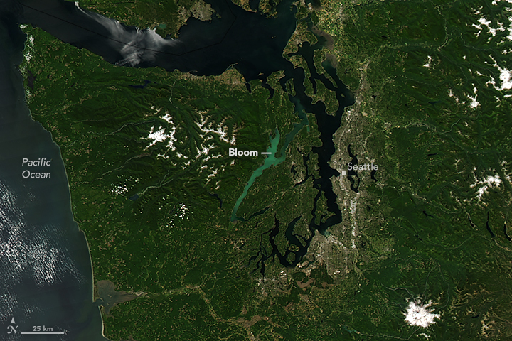 Bloom in Hood Canal, Washington - related image preview