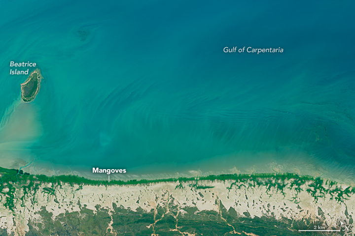 Dying Mangroves on the Australian Coast