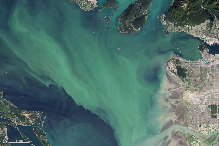 Canadian Waters Teem with Phytoplankton - related image preview