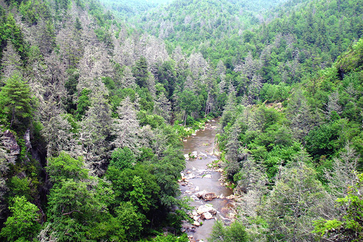 Sap-sucking Bugs Threaten Hemlock Forests