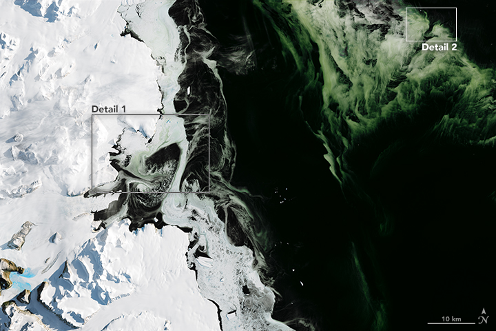 Antarctic Sea Ice is Lean and Green