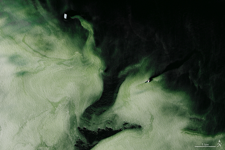 Antarctic Sea Ice is Lean and Green - related image preview