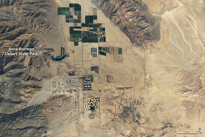 A California Desert Erupts in Wildflowers