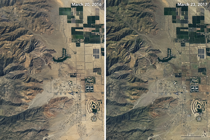 A California Desert Erupts in Wildflowers - related image preview