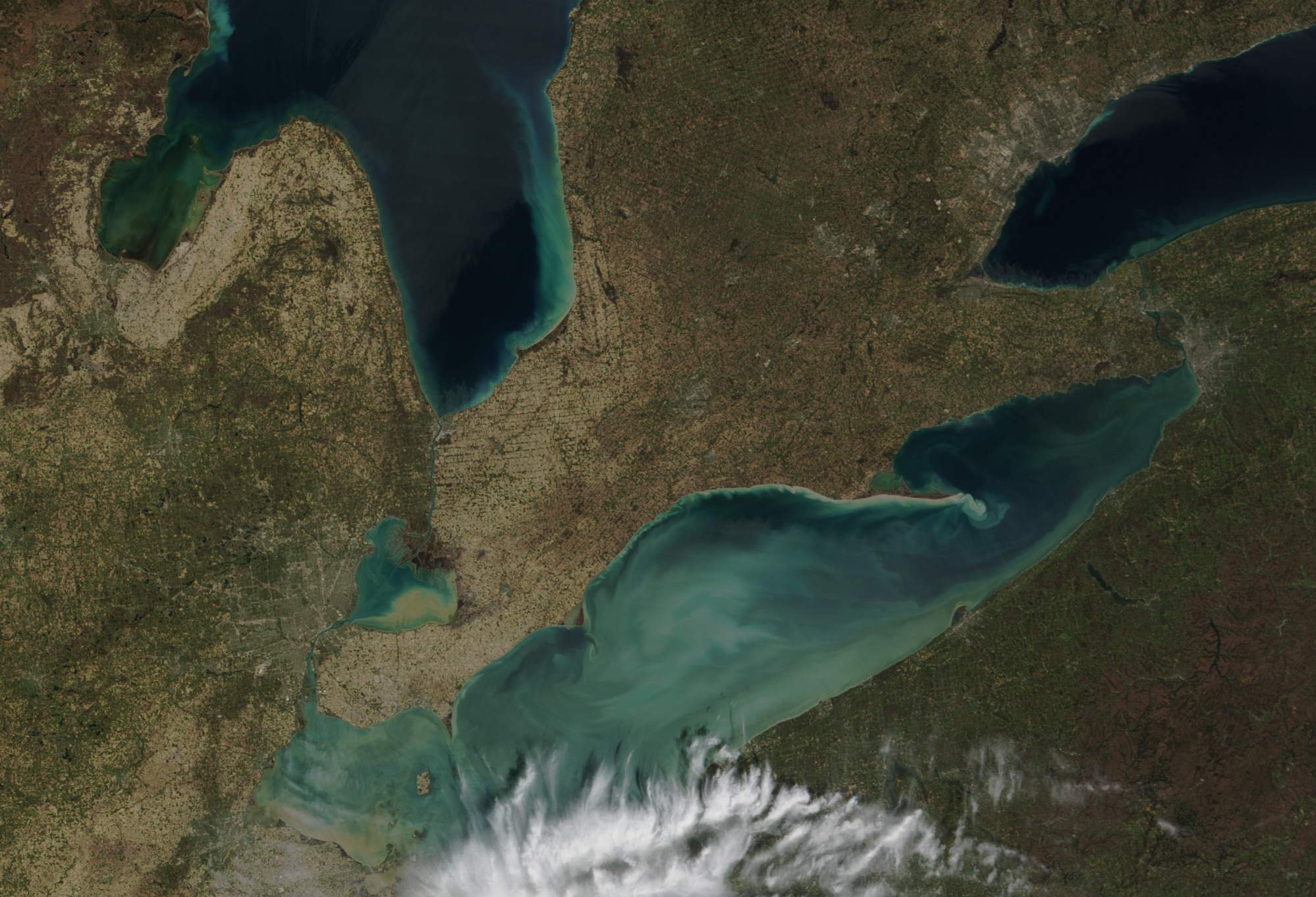 Whiting of Lake Erie - related image preview