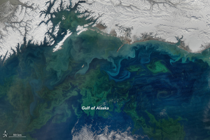 A Spring Bloom in the Gulf of Alaska