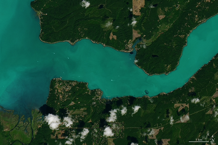 Plankton Abloom in Washington’s Hood Canal