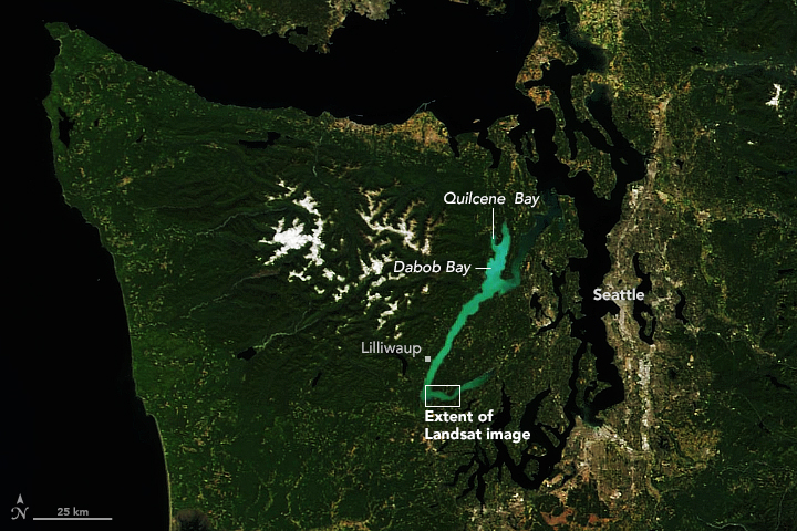 Plankton Abloom in Washington’s Hood Canal