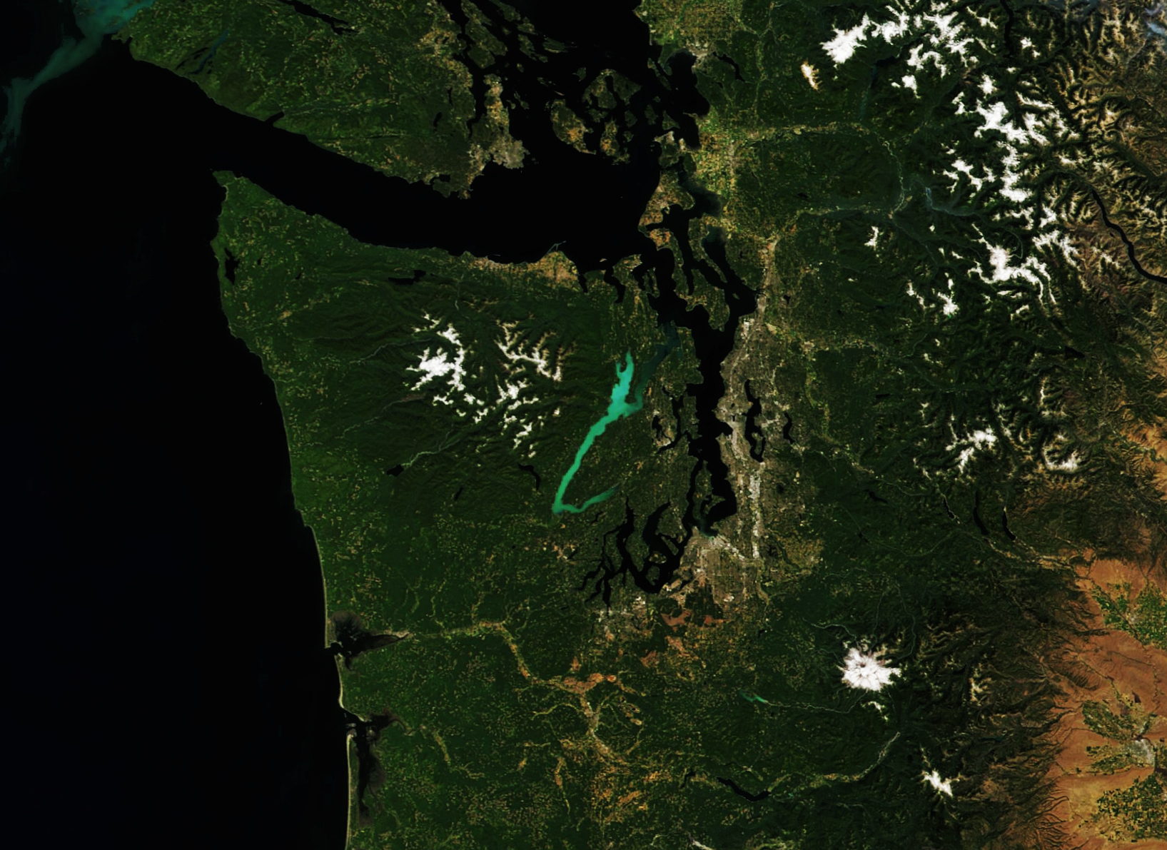 Plankton Abloom in Washington’s Hood Canal - related image preview