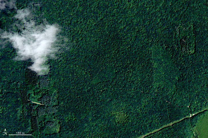 Hidden Under New England’s Green Canopy