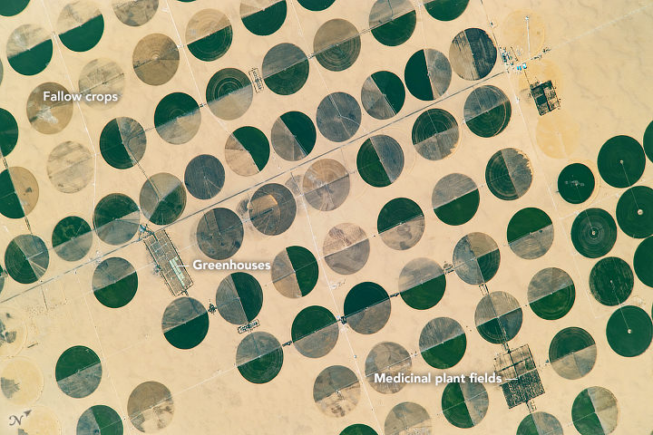 Crop Circles in Sharq El Owainat