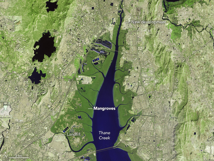 Monitoring Mumbai’s Mangroves