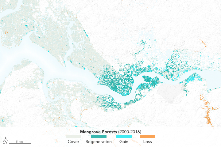 The Spread of Mangroves in Senegal  - related image preview
