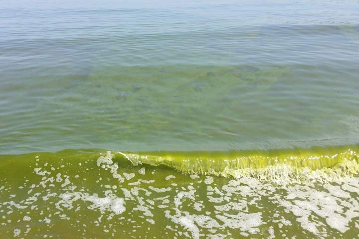 Bloom in the Gulf of Aden - related image preview