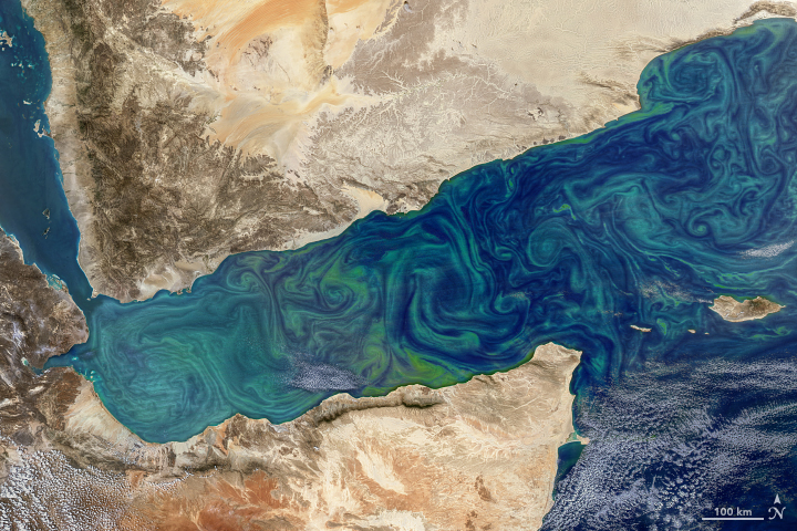 Bloom in the Gulf of Aden - related image preview