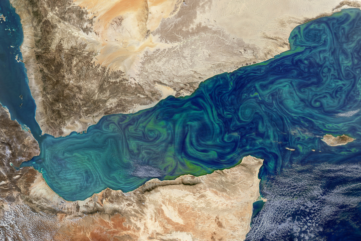 Bloom in the Gulf of Aden - selected image