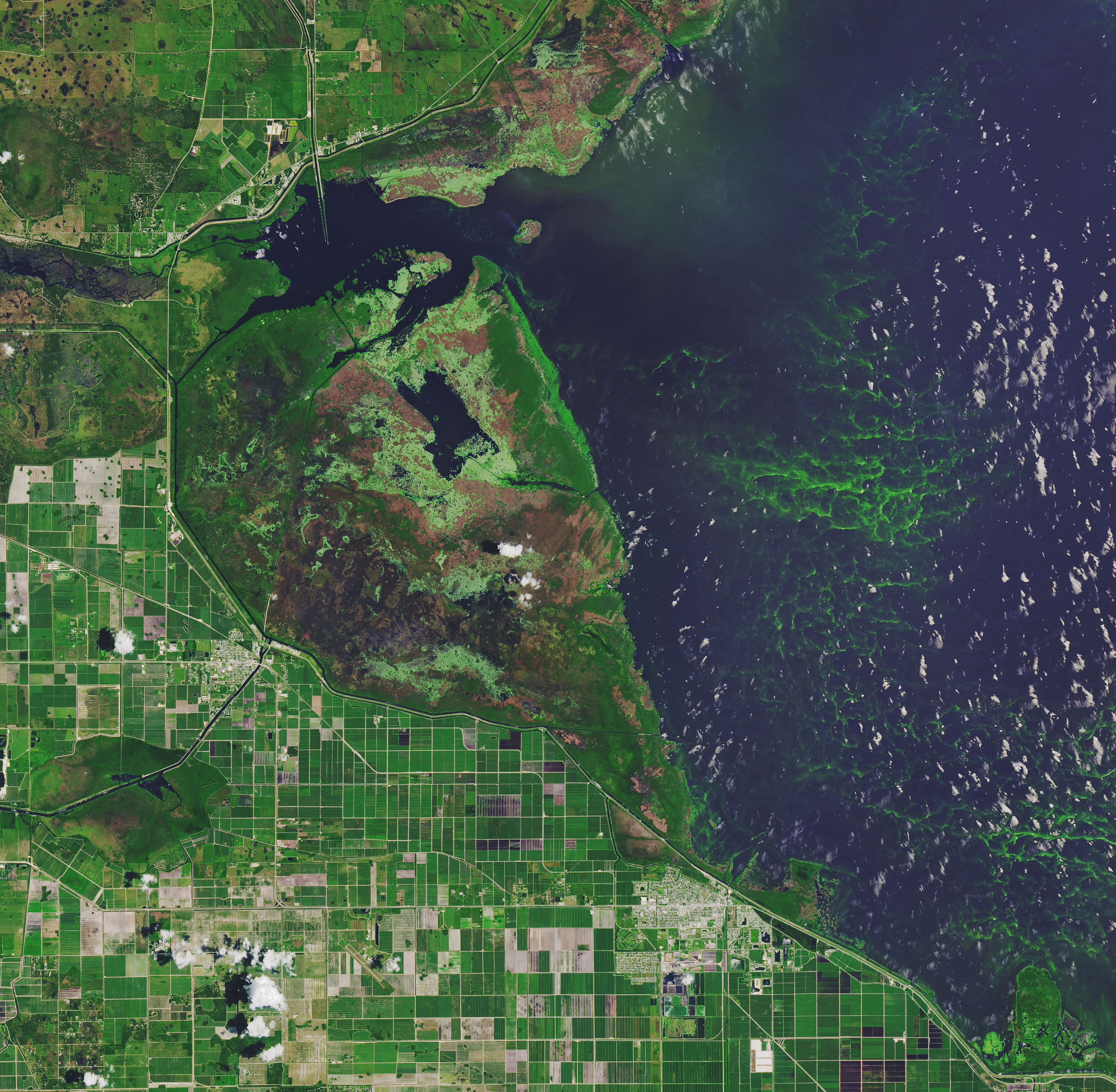 Summer Blooms in North American Lakes - related image preview