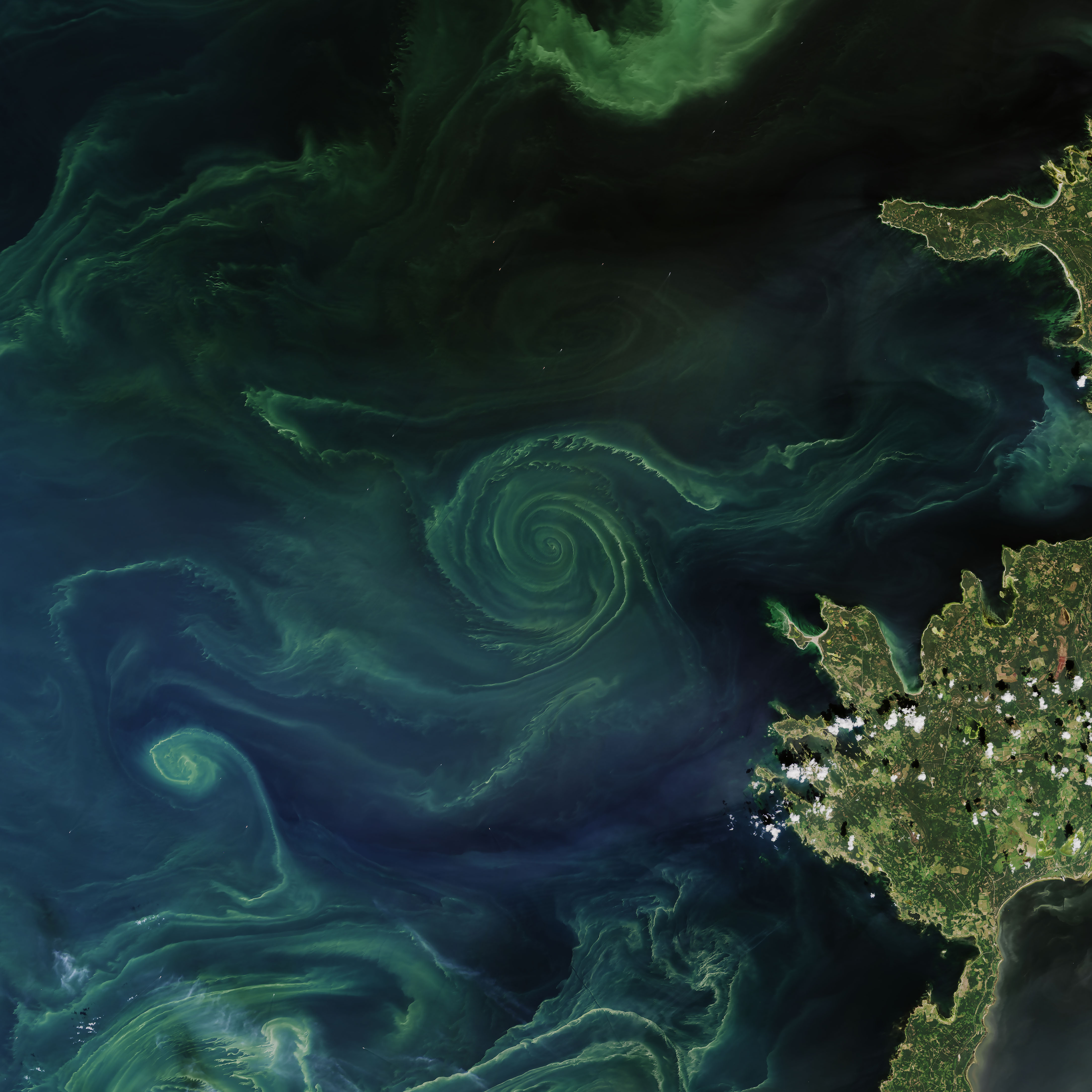 Фитопланктон в океане. Цветение фитопланктона в море. Балтийское море планктоны. Фитопланктон Атлантического океана. Фитопланктон фото.