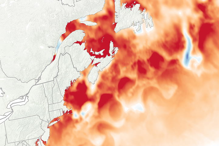 Watery Heatwave Cooks the Gulf of Maine