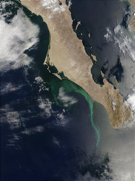 Phytoplankton bloom off Baja California - related image preview